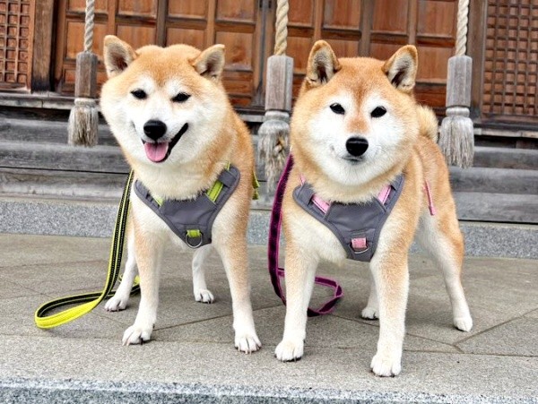 仲良くお散歩する（左から）妹・ぽんずさん、ゆずさんゆずさん（画像提供：ゆず9 ぽんず6さん）