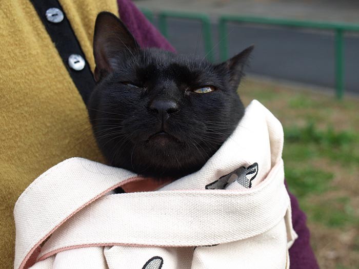 トートバッグに入ってお母さんとお散歩するのも大好き