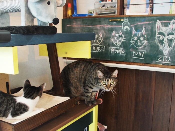 黒板の絵は、ママとレイカちゃんで描いた