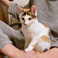 パパの膝上でくつろぐ果生ちゃん（画像提供：YouTubeチャンネル「三毛猫かなり」さん）