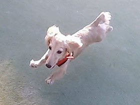 おてんば娘、ドッグランでヒャッホー！　ミニダックス「モモ」