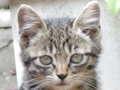 動物の不審死発見　まず写真、警察に通報を