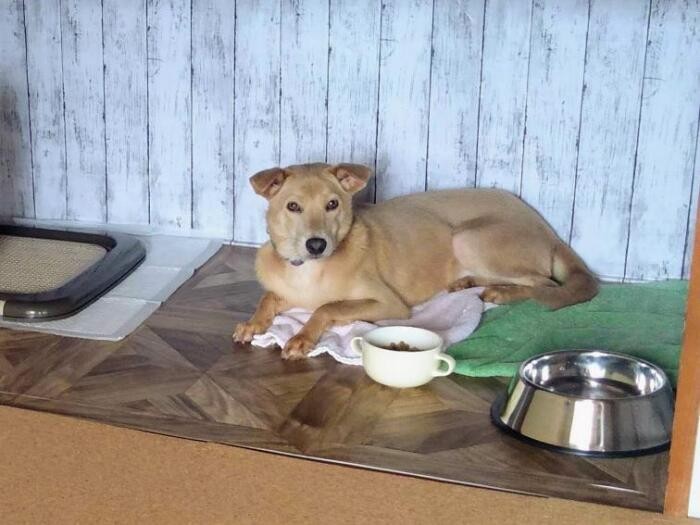 家にきたころの「はるたん」


