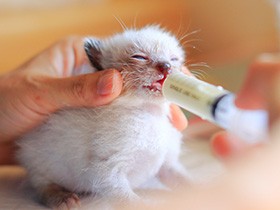 あの子猫たちは今　家族に恵まれ、障害をものともせず美猫に成長