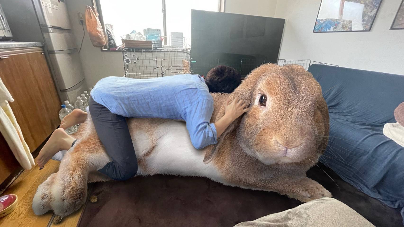 巨大ウサギとの生活」が話題 大きくなった分かわいさも倍増！体長2m