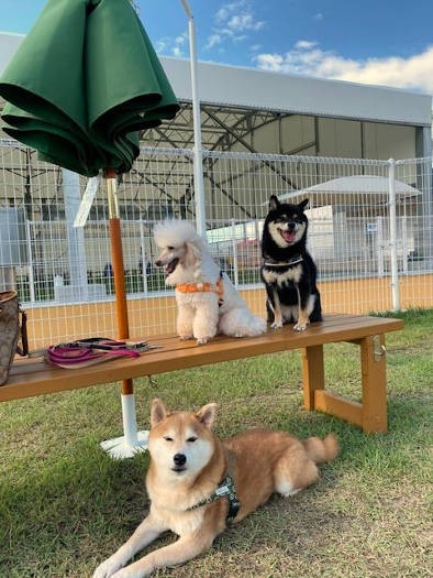 晴れた日のドッグランは気持ちよさそうです