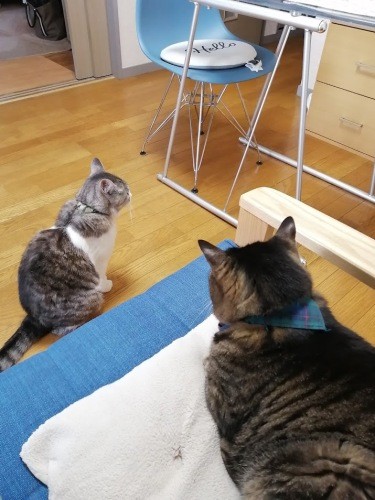 トラがモンジをみおろす風（信之さん提供）