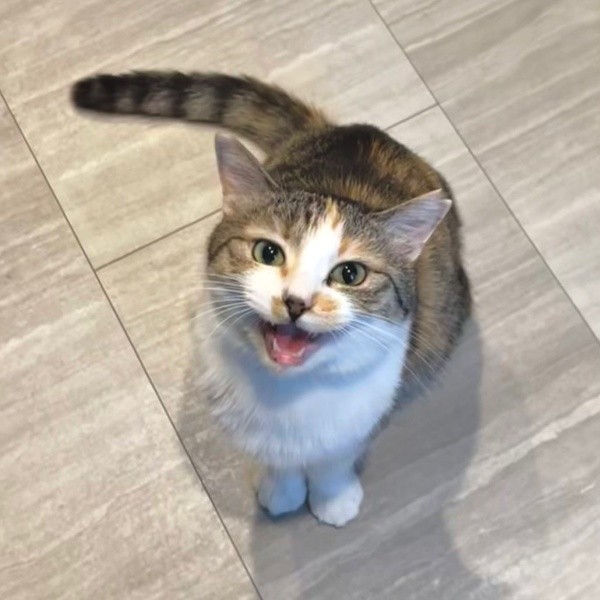 ご飯のおねだりするネネちゃん（画像提供：パステル三毛猫_ネネさん）