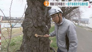 宮城・一目千本桜が満開に　美しく咲く花を未来につなげる樹木医