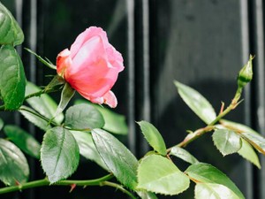 外向けに作ってきた顔は、誰も幸せにしなかった