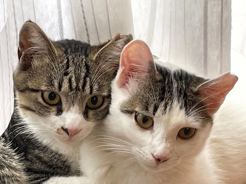 性格は違えど、仲良し姉妹（N家提供）