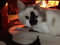 こたつの中でまったり