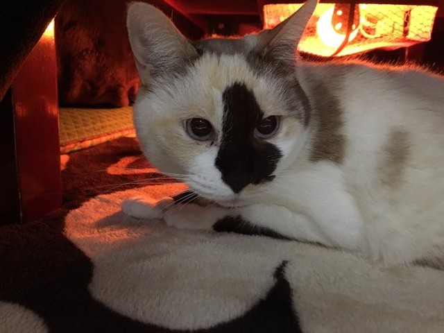 こたつの中でまったり