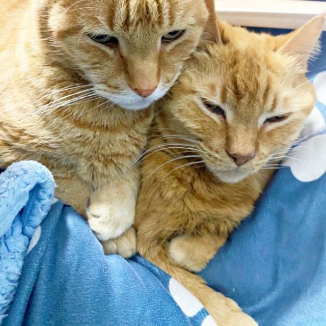 ママの膝上でぎゅうぎゅうになってくつろぐ（左から）マメちゃん、バジルちゃん（画像提供：きくこさん）