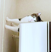 目を覚ましたふくくん。寝方はそのままで飼い主さんをジーッ！（画像提供：とこもさん）