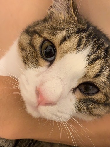 目のぐしゅぐしゅなど猫風邪の後遺症は今もありますが、何とか元気を取り戻した浦太郎（うえみさん提供）