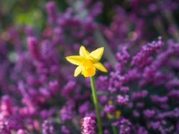 名字が同じじゃなきゃ、世代を超えて守りたいものは受け継げないの？