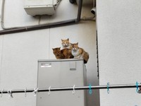 家島では至るところで野良猫の姿が見られる