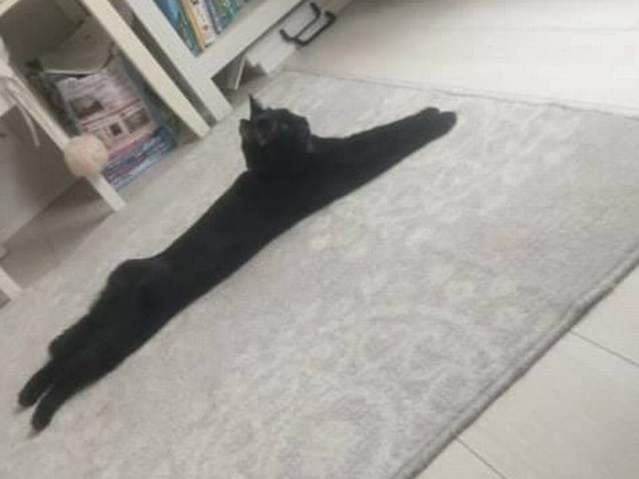 寝そべってリラックス。以前、Aさんが出かけた際に風でドアがしまり、水もトイレもない部屋に閉じ込められたことが。その時もこんなふうに、寝そべっていたそうです。「肝がすわってるの」（Aさん提供）