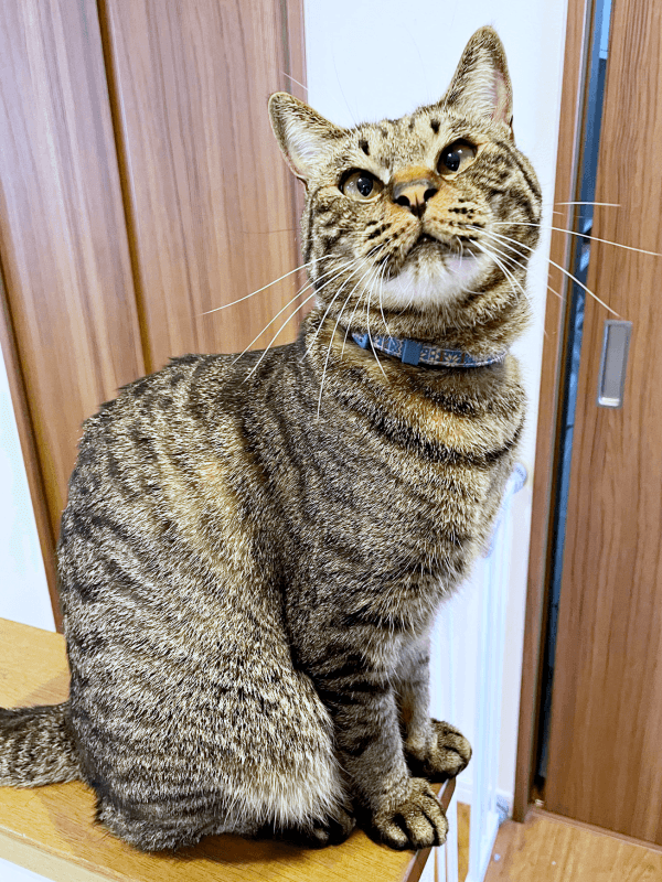 素敵なイケニャンへと成長したふくくん（画像提供：むぎさん）（画像提供：むぎさん）