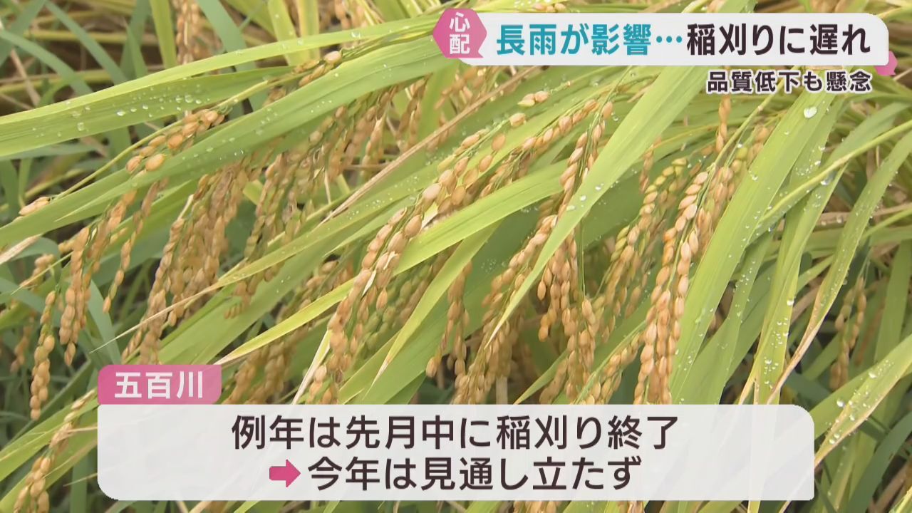極早生種の稲刈りが遅れる　８月からの天候不順が影響