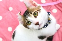 熊本から転勤してきた 豆介（画像提供：三協精器）