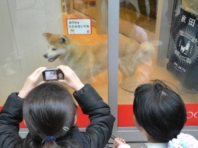 秋田の中心街で会えるよ 「秋田犬ステーション」がオープン　