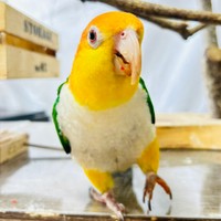 「永遠の3歳児」の異名をもつ甘えん坊で賢いポーくん（画像提供：タイラーさん）