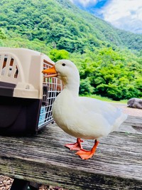 大自然をバックに撮影されたひまるくん（提供：あひらあにごう＠✨ The best professional athlete 💫さん）