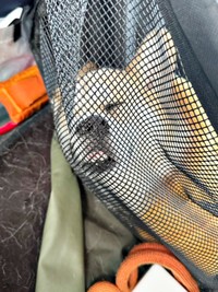 ドッグランからの帰り道。車内で爆睡するコパンちゃん（画像提供：まろ眉のコパンさん）