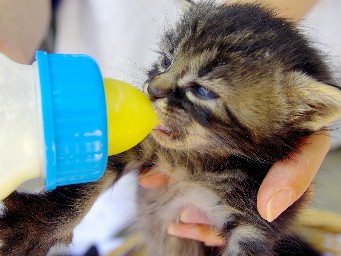 離乳前の子犬、子猫を世話する「ミルクボランティア」募集