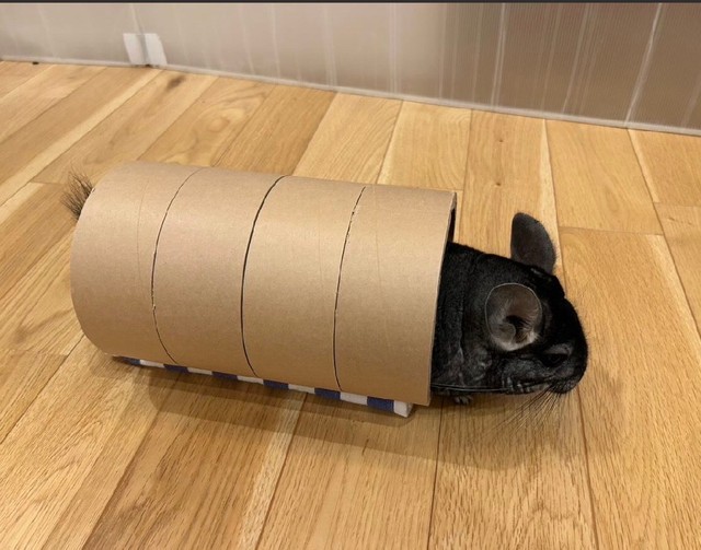 芯を並べてチンチラのオモチャを制作／MATCHさん（@match.ko）提供