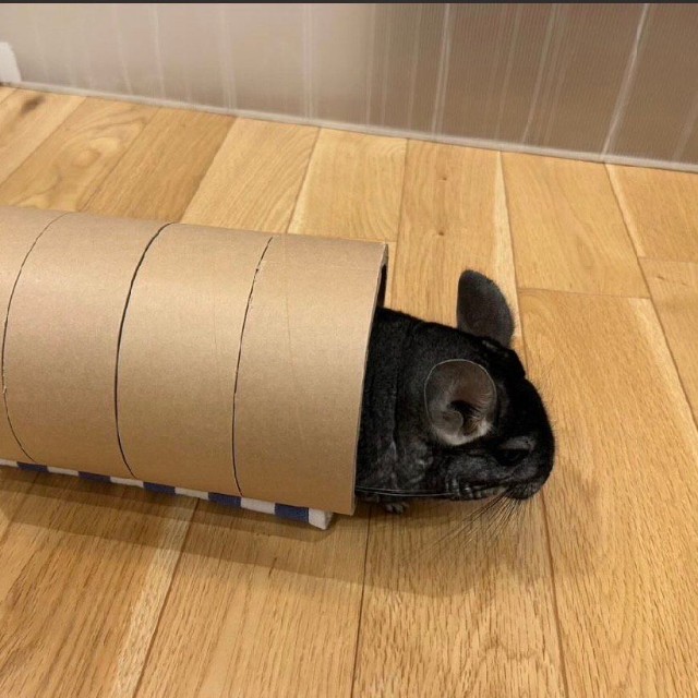 芯を並べてチンチラのオモチャを制作／MATCHさん（@match.ko）提供