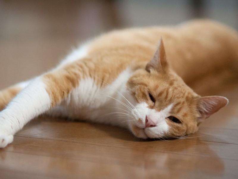 迫る出発の日　点眼に食事のこと、愛猫「はち」の留守番に心配は尽きなかった