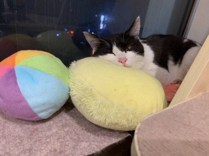 よく寝た（飼い主さん提供）