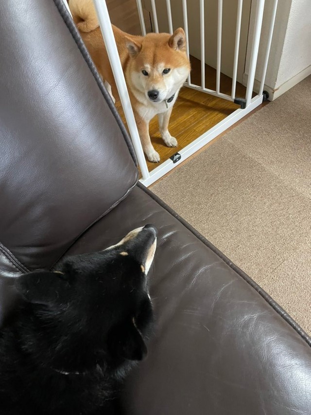 「居候のくせに、なんで俺の特等席でくつろいでいる…？」（こてまる先輩心の声）/ゆら（柴犬つぶら）さん提供