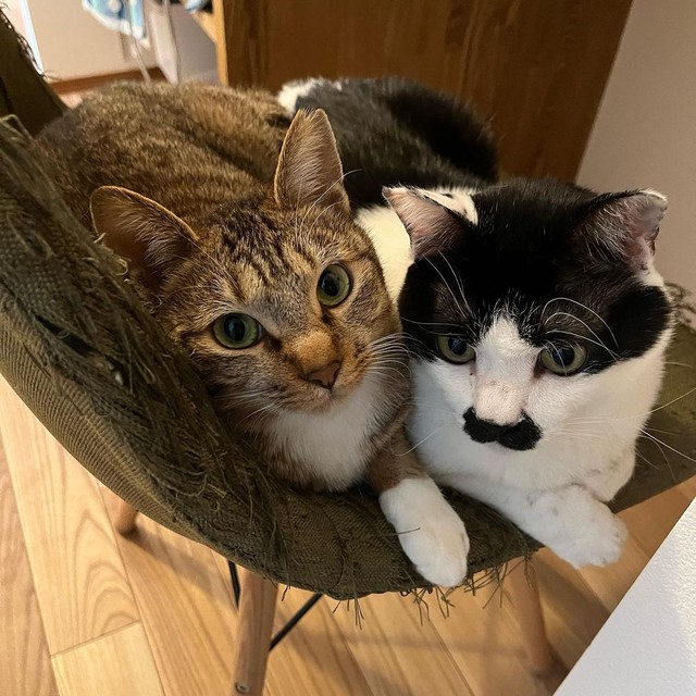 小さな椅子にもチョビちゃんと一緒に乗る＝chobihigenekoさん提供

