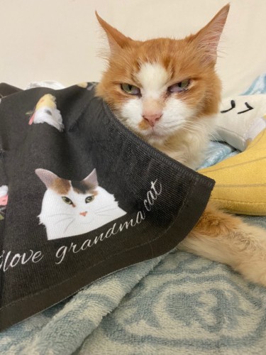 有門さんが初めて暮らした猫、福ちゃん（有門さん提供）