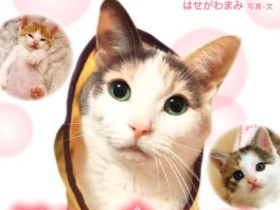 他の猫を救った「供血猫」ばた子　生涯つづる『空から見ててね』