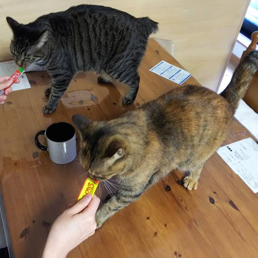 女子猫２匹に、秘技チュール２本同時あげ