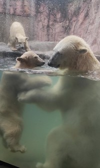 プールで戯れる親子と入りたいもう1頭