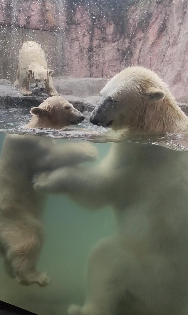 プールで戯れる親子と入りたいもう1頭