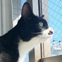 今日はいいお天気だにゃ