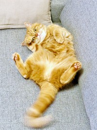 これぞ招き猫！ ポーズが決まるにゃむちゃん（画像提供：にゃむさん）