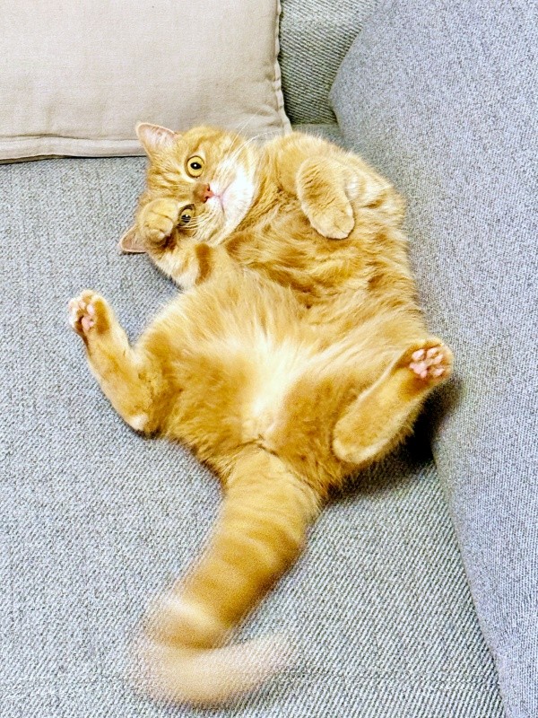 これぞ招き猫！ ポーズが決まるにゃむちゃん（画像提供：にゃむさん）