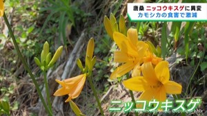 沿岸部を彩るニッコウキスゲ　カモシカによる食害で激減　宮城・唐桑半島