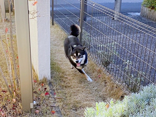 朝から元気いっぱい！ 走り回るもち吉くん（画像提供：黒柴もち吉さん）