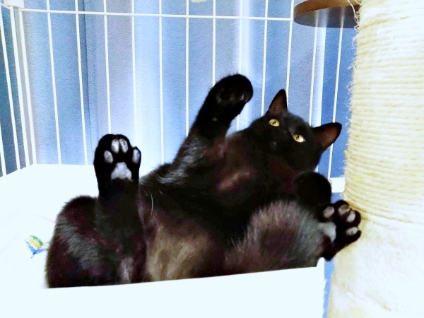 保護から2日後、へそ天になってくつろぐクロちゃん（画像提供：ぺぺ太さん）