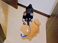「遊んで？」ぬいぐるみを持ってきたつむぎちゃん（画像提供：つむぎさん）