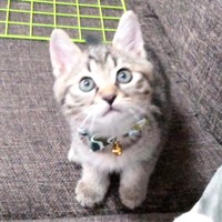お迎え当初、飼い主さんを見上げるそらくん（画像提供：車で来た猫そらさん）
